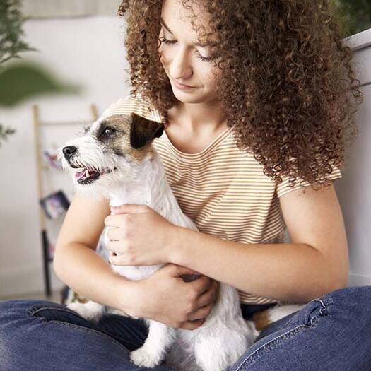 Jack best sale russell hound